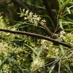 Lomatia myricoides (River Lomatia) at Wingecarribee Local Government Area - 22 Dec 2023 by Curiosity