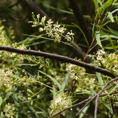 Lomatia myricoides (River Lomatia) at Wingecarribee Local Government Area - 22 Dec 2023 by Curiosity