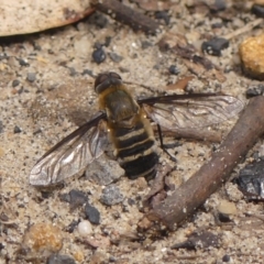 Villa sp. (genus) (Unidentified Villa bee fly) at Wingecarribee Local Government Area - 22 Dec 2023 by Curiosity