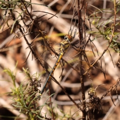 Hemicordulia tau (Tau Emerald) at Caladenia Forest, O'Connor - 21 Dec 2023 by ConBoekel