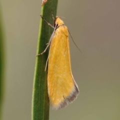 Eulechria electrodes (Yellow Eulechria Moth) at Dryandra St Woodland - 10 Dec 2023 by ConBoekel
