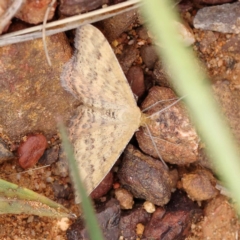 Scopula rubraria (Reddish Wave, Plantain Moth) at Dryandra St Woodland - 10 Dec 2023 by ConBoekel