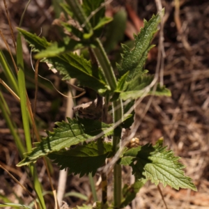 Verbena incompta at Caladenia Forest, O'Connor - 22 Dec 2023