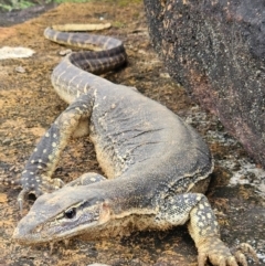 Varanus gouldii (Sand Goanna) at Evans Head, NSW - 25 Dec 2023 by AaronClausen