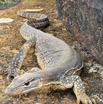 Varanus gouldii (Sand Goanna) at Evans Head, NSW - 25 Dec 2023 by AaronClausen