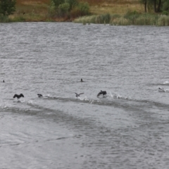 Fulica atra (Eurasian Coot) at Yarralumla, ACT - 26 Dec 2023 by JimL