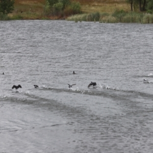 Fulica atra at Yarralumla, ACT - 26 Dec 2023