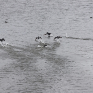 Fulica atra at Yarralumla, ACT - 26 Dec 2023