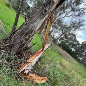 Callocephalon fimbriatum at Lake Burley Griffin West - 26 Dec 2023