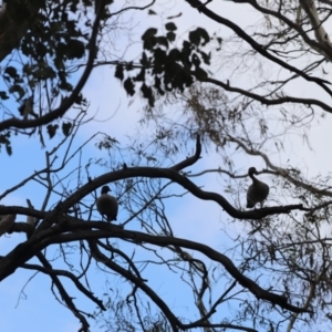 Chenonetta jubata at Lake Burley Griffin West - 26 Dec 2023 09:15 AM