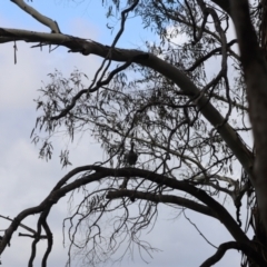 Chenonetta jubata at Lake Burley Griffin West - 26 Dec 2023 09:15 AM