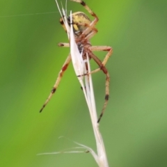 Unidentified Orb-weaving spider (several families) at Yarralumla, ACT - 25 Dec 2023 by JimL