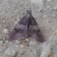 Endotricha ignealis (A Pyralid moth (Endotrichinae)) at QPRC LGA - 25 Oct 2023 by arjay