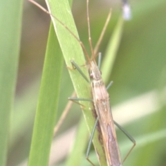 Mutusca brevicornis (A broad-headed bug) at Lyons, ACT - 26 Dec 2023 by ran452