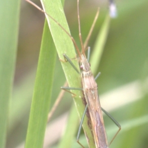 Mutusca brevicornis at Lyons, ACT - 26 Dec 2023