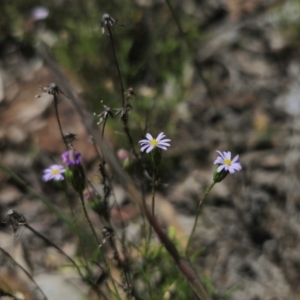 Vittadinia muelleri at QPRC LGA - 26 Dec 2023