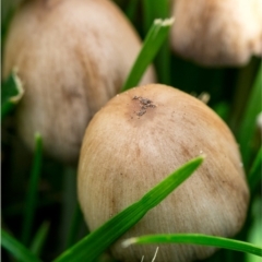 Coprinellus micaceus group at Holt, ACT - 26 Dec 2023 by Margo