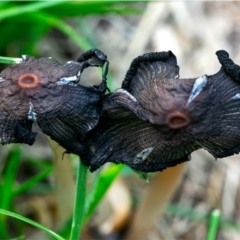 Coprinellus etc. (An Inkcap) at Holt, ACT - 26 Dec 2023 by Margo