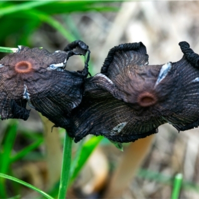 Coprinellus etc. (An Inkcap) at Holt, ACT - 26 Dec 2023 by Margo