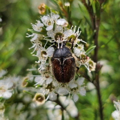 Bisallardiana gymnopleura (Brown flower chafer) at Cuumbeun Nature Reserve - 26 Dec 2023 by Csteele4