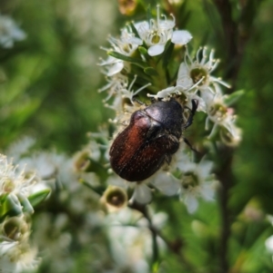 Bisallardiana gymnopleura at QPRC LGA - 26 Dec 2023