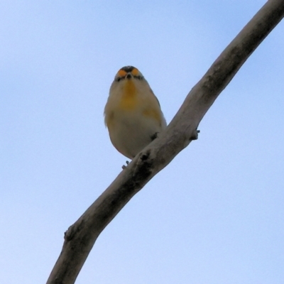 Pardalotus striatus (Striated Pardalote) at East Albury, NSW - 25 Dec 2023 by KylieWaldon