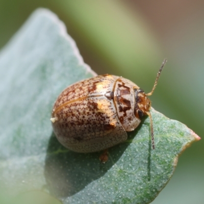 Paropsisterna m-fuscum (Eucalyptus Leaf Beetle) at GG96 - 26 Dec 2023 by LisaH