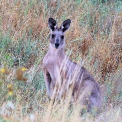 Macropus giganteus (Eastern Grey Kangaroo) at Eastern Hill Reserve - 25 Dec 2023 by KylieWaldon