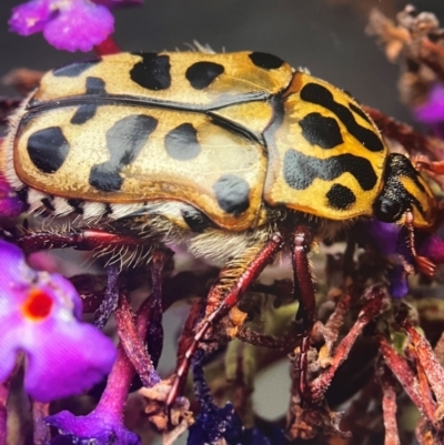 Neorrhina punctatum (Spotted flower chafer) at Murrumbateman, NSW - 26 Dec 2023 by amiessmacro