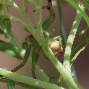 Lehtinelagia multopunctata at Red Hill to Yarralumla Creek - 26 Dec 2023