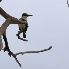 Todiramphus sanctus (Sacred Kingfisher) at East Albury, NSW - 25 Dec 2023 by KylieWaldon