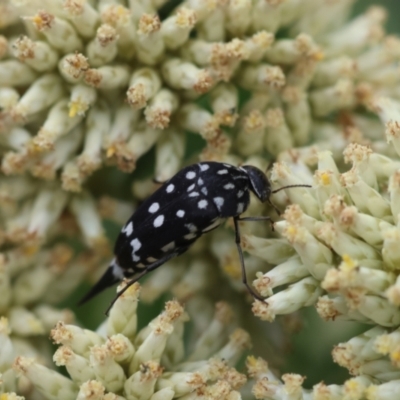 Mordella dumbrelli (Dumbrell's Pintail Beetle) at Red Hill to Yarralumla Creek - 26 Dec 2023 by LisaH