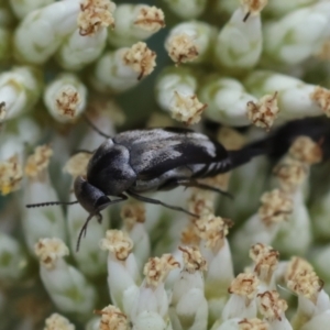 Mordella sp. (genus) at GG94 - 26 Dec 2023