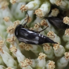 Mordella sp. (genus) at GG94 - 26 Dec 2023