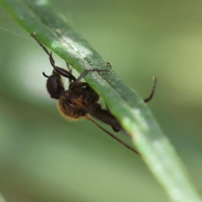 Bibionidae (family) (Bibionid fly) at Red Hill to Yarralumla Creek - 26 Dec 2023 by LisaH