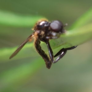 Bibionidae (family) at Hughes Grassy Woodland - 26 Dec 2023