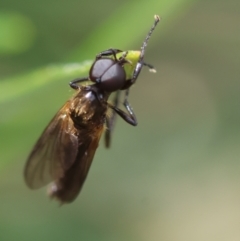 Bibionidae (family) at Hughes Grassy Woodland - 26 Dec 2023