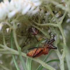 Theridion pyramidale at GG154 - 26 Dec 2023