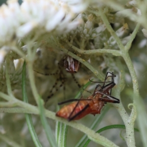 Theridion pyramidale at GG154 - 26 Dec 2023