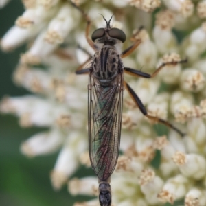 Cerdistus sp. (genus) at Hughes Grassy Woodland - 26 Dec 2023