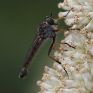 Cerdistus sp. (genus) at Hughes Grassy Woodland - 26 Dec 2023