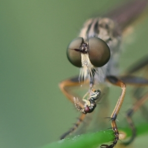 Cerdistus sp. (genus) at Hughes Grassy Woodland - 26 Dec 2023