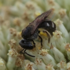 Lasioglossum (Chilalictus) sp. (genus & subgenus) at GG93 - 26 Dec 2023