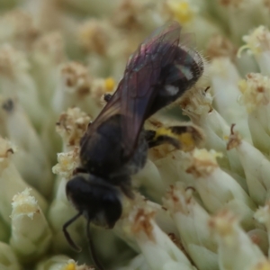 Lasioglossum (Chilalictus) sp. (genus & subgenus) at GG93 - 26 Dec 2023