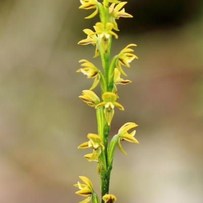 Prasophyllum flavum (Yellow Leek Orchid) at Meryla State Forest - 26 Dec 2023 by Snowflake