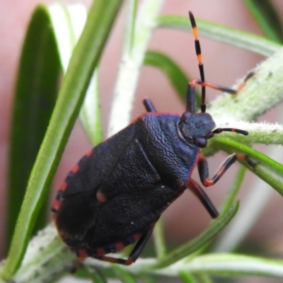 Notius depressus (Shield bug) at Tidbinbilla Nature Reserve - 25 Dec 2023 by JohnBundock