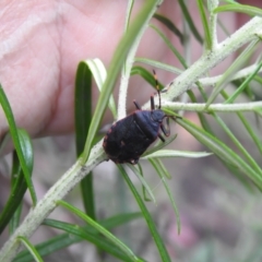 Notius depressus at Tidbinbilla Nature Reserve - 26 Dec 2023 10:48 AM