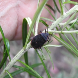 Notius depressus at Tidbinbilla Nature Reserve - 26 Dec 2023