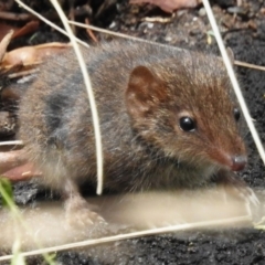 Antechinus mimetes mimetes at Tidbinbilla Nature Reserve - 26 Dec 2023