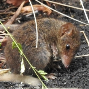 Antechinus mimetes mimetes at Tidbinbilla Nature Reserve - 26 Dec 2023 11:51 AM